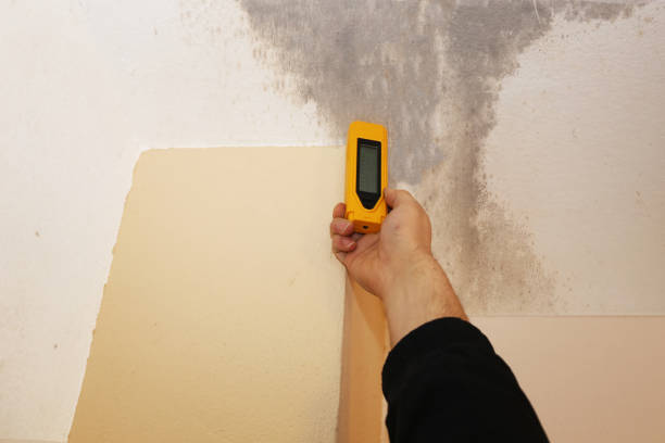 Best Black Mold Removal  in Horseshoe Bend, AR