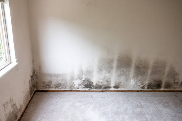 Best Biohazard Mold Removal  in Horseshoe Bend, AR